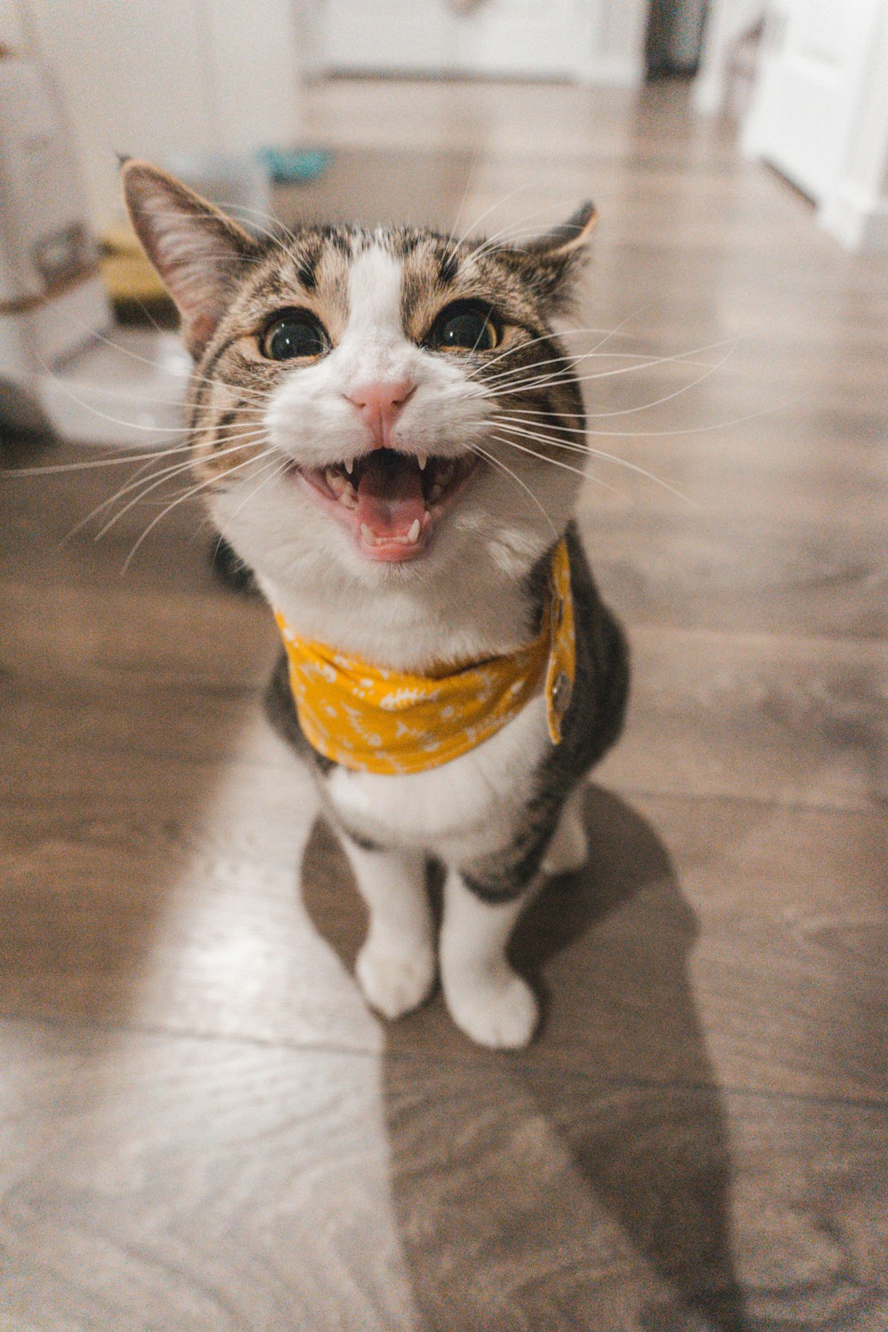 戴着黄色围巾的三花猫 Nori
