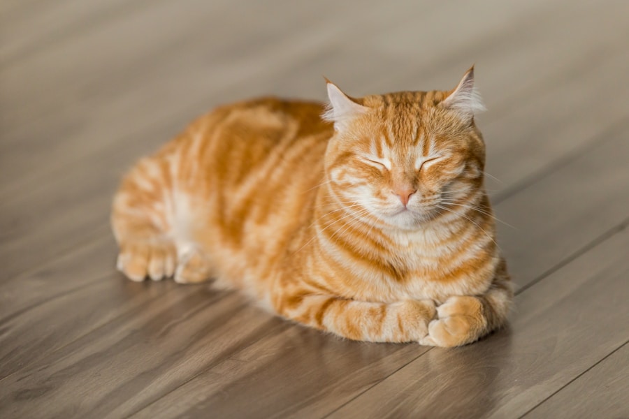 趴在地板上的橘色虎斑猫 Pipi