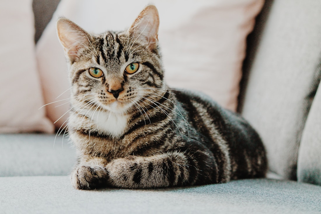 趴在沙发上的狸花猫 Suki